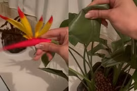 Đặt báo thức tưới cây mỗi ngày, cô gái sốc khi biết sự thật