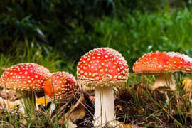 Hái nấm sau mưa để ăn, cả gia đình gặp họa sát thân 