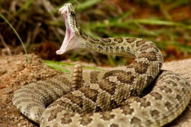 Đi giao hàng, nữ shipper bị mãng xà cực độc cắn lén gây sốc