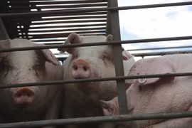 Đang cho lợn ăn thì đột quỵ, ông lão bị đàn lợn tấn công