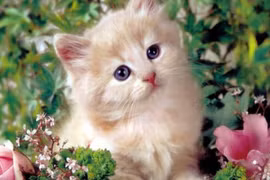 Tuần mới: 3 con giáp Thần Tài gọi tên, cơ hội kiếm tiền rộng mở 