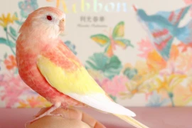 Độc đáo loài vẹt sữa dâu “đốn tim” người từ cái nhìn đầu tiên