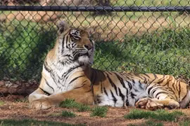 Những kỷ lục “khủng” về loài hổ trên thế giới