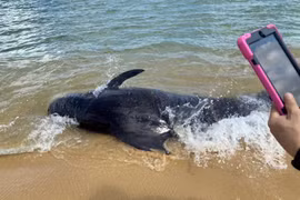 Giải cứu cá voi nặng hơn 300kg bị mắc cạn tại Quảng Ngãi