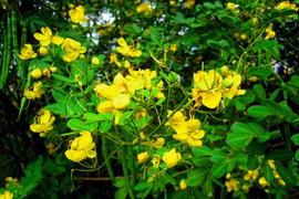 Trồng loại cây này trước cửa rắn độc sẽ tránh xa 