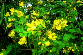 Trồng loại cây này trước cửa rắn độc sẽ tránh xa 