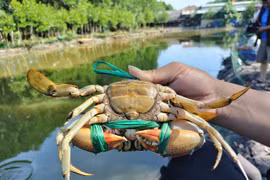 Đặc sản cua Cà Mau tăng giá 