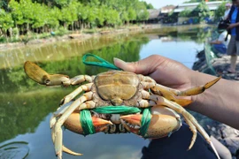 Đặc sản cua Cà Mau tăng giá 