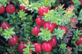 Phát sốt loài quả mọc hoang dại dưới nước trở thành “vua trái cây“