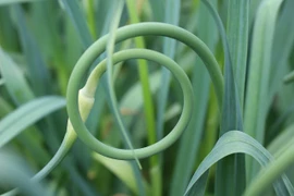 Loại rau sánh ngang với thuốc bổ, ăn nhiều eo thon, chống ung thư 