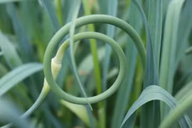 Loại rau sánh ngang với thuốc bổ, ăn nhiều eo thon, chống ung thư 