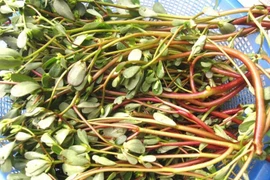 Loại rau được xem là “rau trường thọ”, mọc dại đầy ở Việt Nam