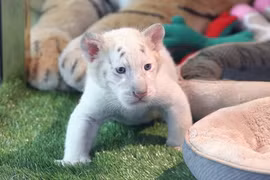 Hổ trắng Bengal cực hiếm ra đời xôn xao dư luận