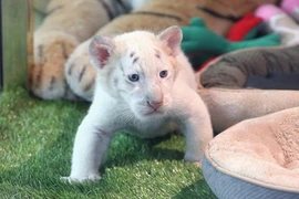 Hổ trắng Bengal cực hiếm ra đời xôn xao dư luận