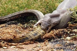 Khiếp đảm màn "chào hỏi" của động vật hoang dã nguy hiểm