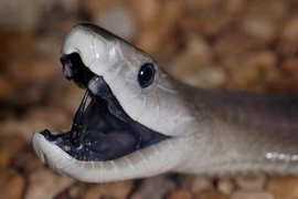 Rùng mình những động vật độc nhất giết người như chơi