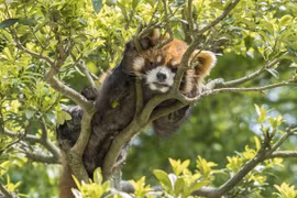 Gấu trúc đỏ chỉ cần nằm yên cũng "đốn tim" bao người