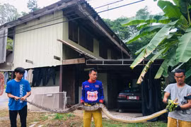 Trăn khổng lồ 4m, nặng 40kg đột nhập nhà dân săn giết mèo 