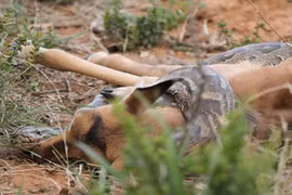 Rùng mình cảnh trăn đá châu Phi nuốt chửng linh dương 