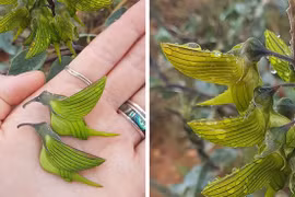 Mê hoặc loài hoa kỳ lạ, giống y con chim ruồi