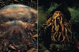 Kinh dị loài sứa khổng lồ trông như quái vật truyền thuyết
