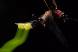 Ngỡ ngàng vẻ đẹp cực hiếm của những con đom đóm