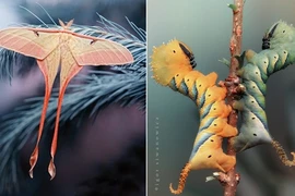 Vẻ đẹp rực rỡ của những loài động vật nhỏ bé