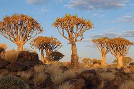 Kỳ quái rừng cây rung động ở Namibia 