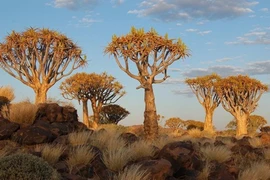 Kỳ quái rừng cây rung động ở Namibia 