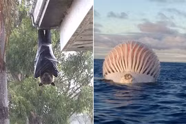 Khiếp đảm những cảnh tượng độc lạ, chỉ Australia mới có