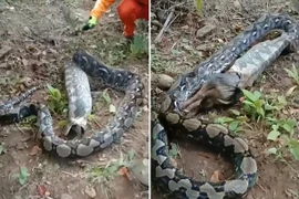 Chó cưng biến mất, bà lão đi tìm phát hiện hãi hùng...