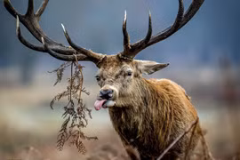 Hết tết, hươu đỏ vẫn như "phê pha" quên lối về 