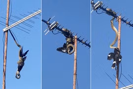 Khiếp đảm cảnh trăn khổng lồ săn mồi trên ăng ten 