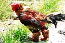 Điểm danh những giống gà quý hiếm nhất Việt Nam