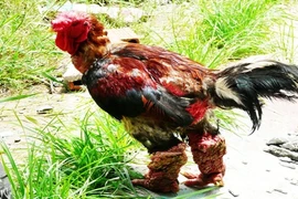 Điểm danh những giống gà quý hiếm nhất Việt Nam