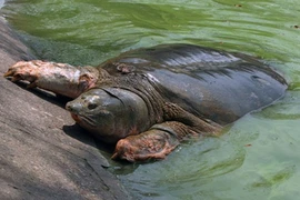 Gặp những con rùa cùng họ với rùa Hồ Gươm 