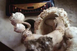 Ăn nấm lạ, người đàn ông thất kinh khi biết nấm tử thần