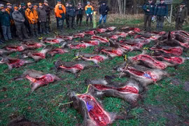 Kinh hoàng cảnh lợn rừng bị phanh thây giữa trời giá buốt 