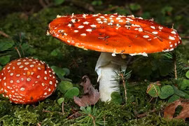 Hãi hùng khám phá 10 loại nấm độc nhất thế giới 