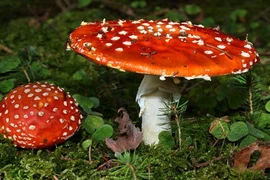 Hãi hùng khám phá 10 loại nấm độc nhất thế giới 