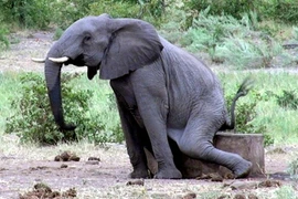 Những pha hài hước không đỡ nổi của loài voi 