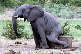 Những pha hài hước không đỡ nổi của loài voi 