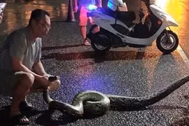 Mãng xà "khủng" chạy ra đường, con người "hết hồn hết vía", ngã lăn...