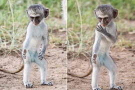 Thích thú khỉ nhỏ thực hiện động tác kungfu như võ sư 