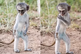 Thích thú khỉ nhỏ thực hiện động tác kungfu như võ sư 