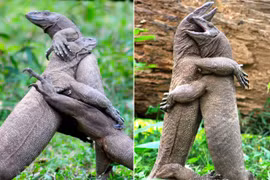 Đánh chiến khốc liệt, thằn lằn khổng lồ quay ra ôm nhau thắm thiết 