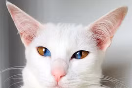 Dị biệt chú mèo có đôi mắt hút "linh hồn" người khác