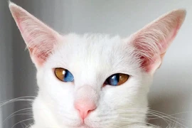 Dị biệt chú mèo có đôi mắt hút "linh hồn" người khác