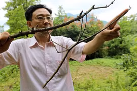 Bọ que khổng lồ nhất thế giới, dài như cánh tay người 