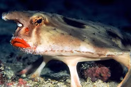 Dung nhan "gái làng chơi" khét tiếng dưới đáy biển sâu 